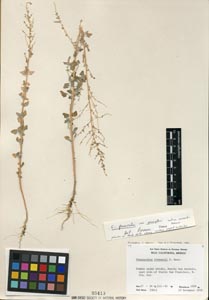 Herbarium Sheet of 